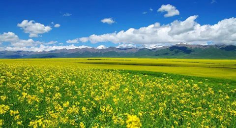 昭苏油菜花